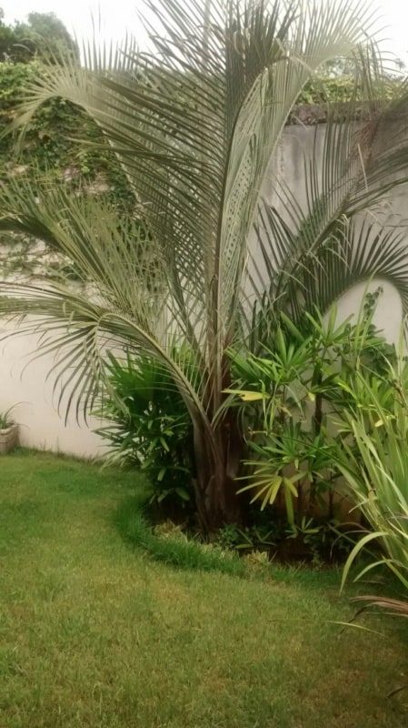 Palmeira triangular no quintal