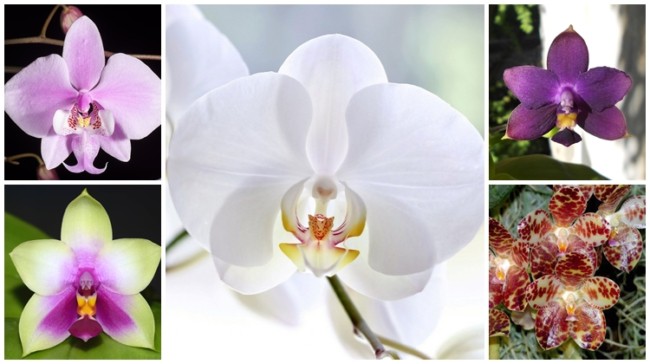 dicas orquidea phalaenopsis
