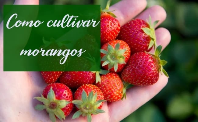 dicas para cultivo de morango