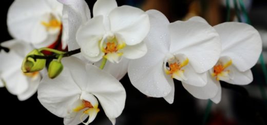 orquidea phalaenopsis branca amabilis