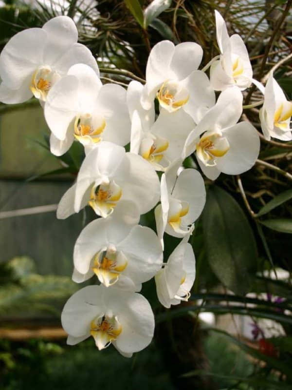 orquidea phalaenopsis amabilis