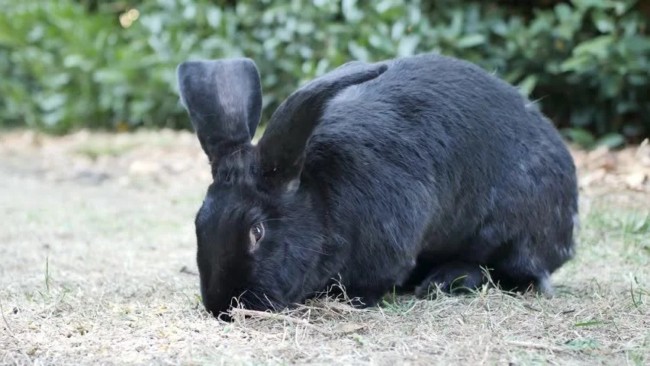 raca de coelho gigante com pelo preto