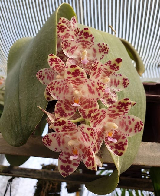 orquidea phalaenopsis gigante