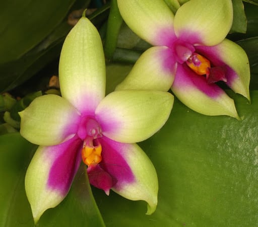 flor de orquidea phalaenopsis roxa bellina