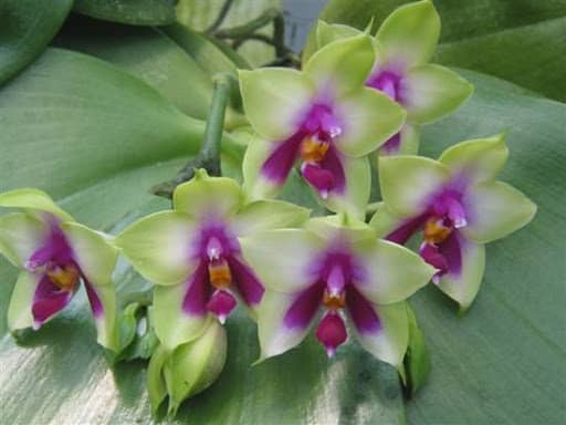 especie de orquidea phalaenopsis roxa e verde