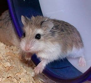 hamster Roborovski