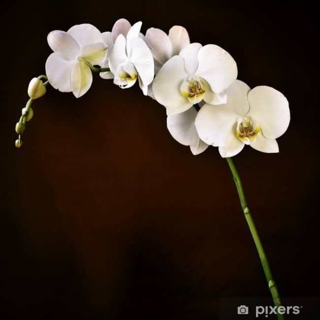 especie de orquidea branca