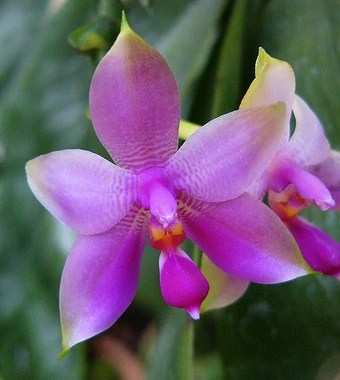 orquidea phalaenopsis roxa