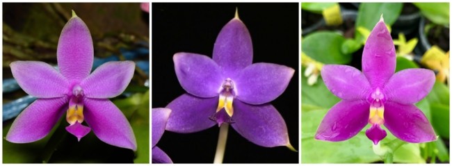 especie de orquidea phalaenopsis roxa