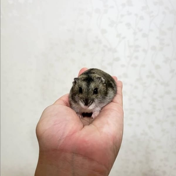 foto de hamster