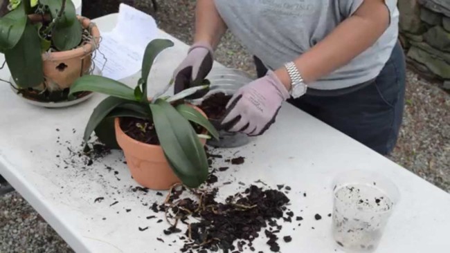 como plantar orquidea phalaenopsis