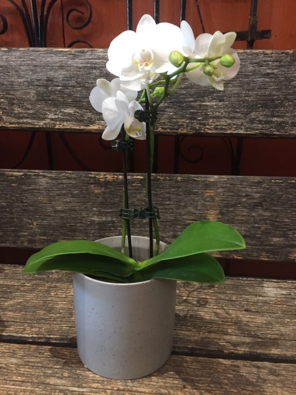 mini orquidea phalaenopsis branca