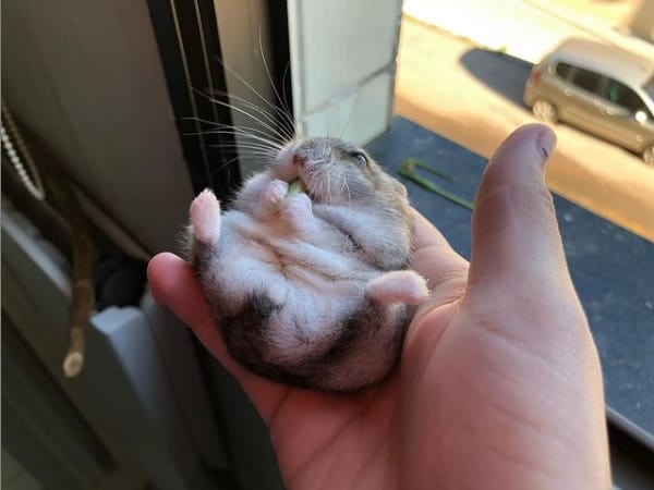 perfil no instagram com dicas e cuidados sobre hamster