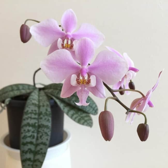 especie de orquidea phalaenopsis