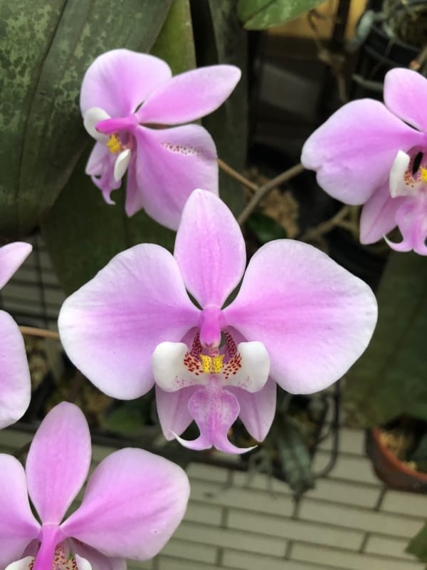 orquidea phalaenopsis rosa