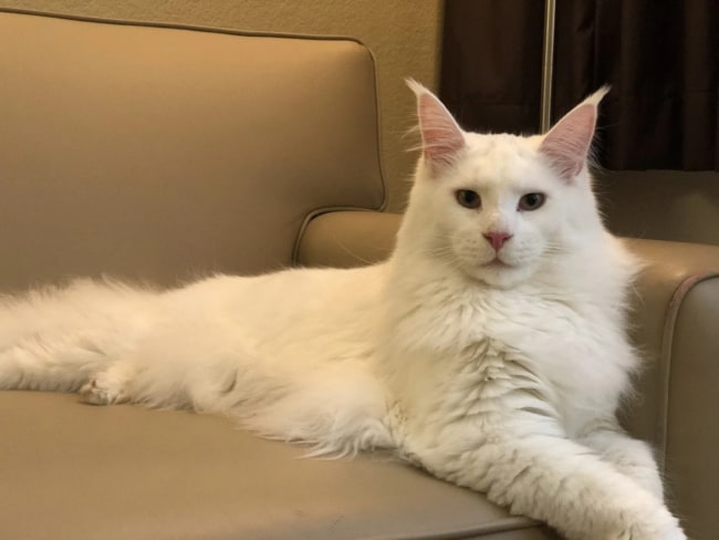 gato maine coon com pelo branco