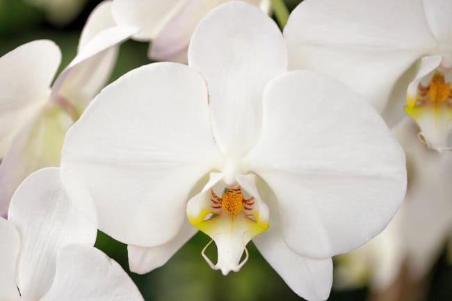 orquidea phalaenopsis branca