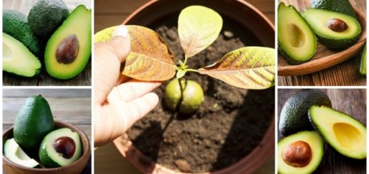 como plantar abacate