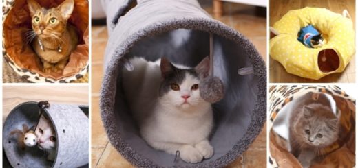 tunel para gatos