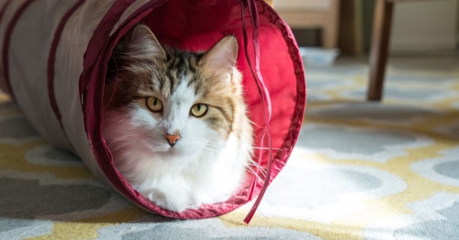 modelo de tunel para gato