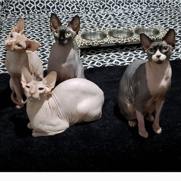 familia de gatos sphynx