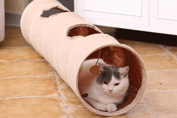tunel reto para gatos