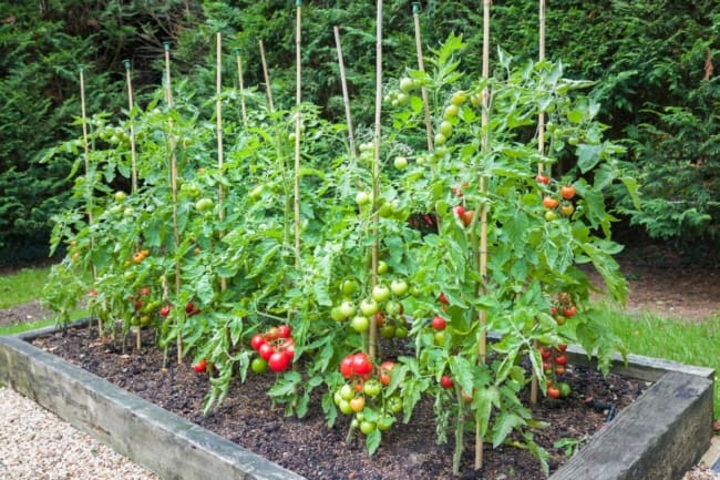 como plantar tomate no solo