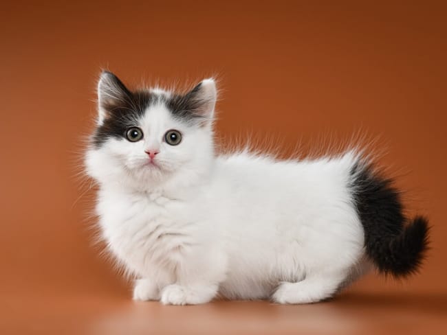 gato Munchkin de pelo branco e preto