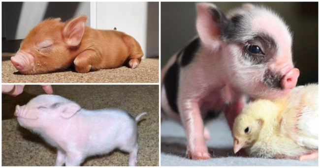 caracteristicas e temperamento de mini porco