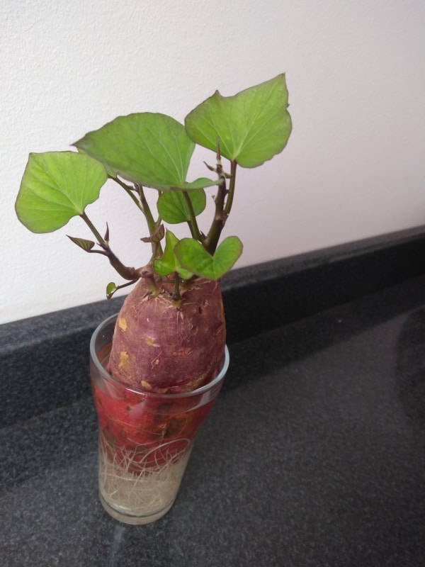 como plantar batata doce em agua