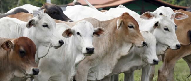 vantagens da criacao de gado