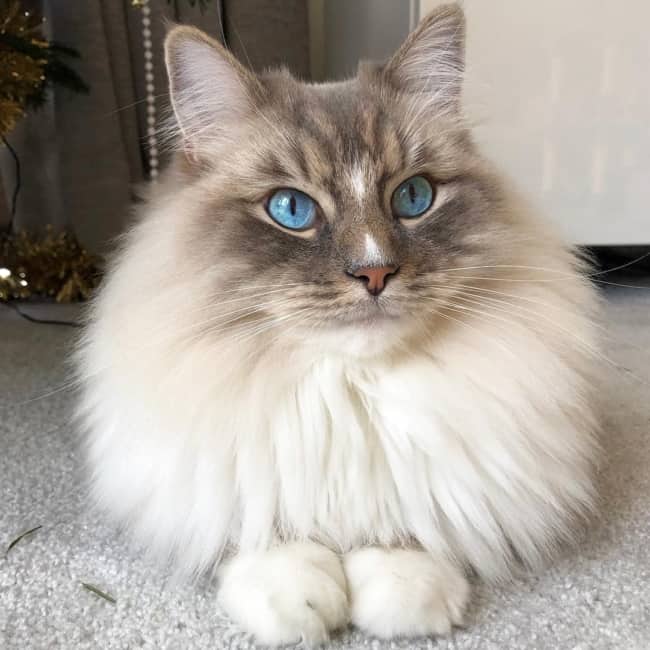 gato de pelo macio e olho azul