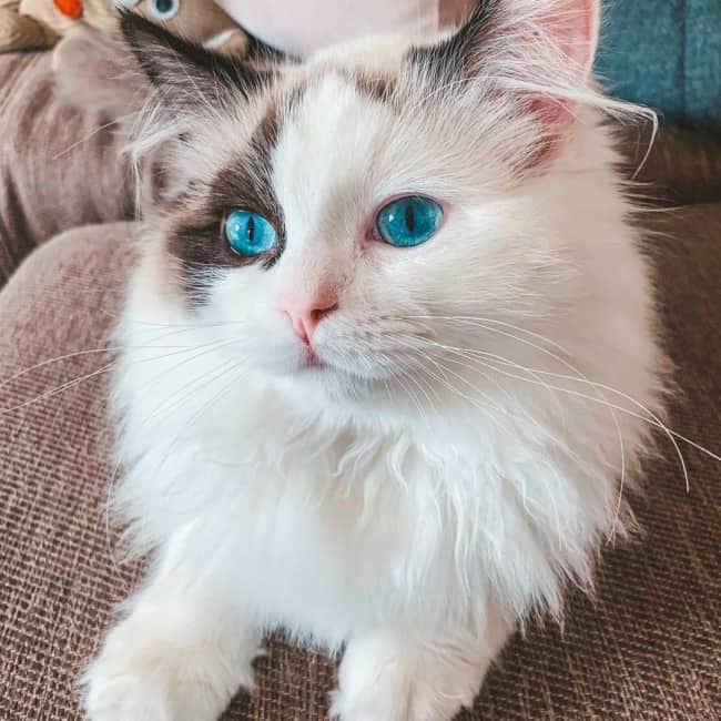 gato de olho azul
