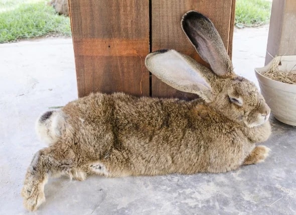 coelho gigante deitado