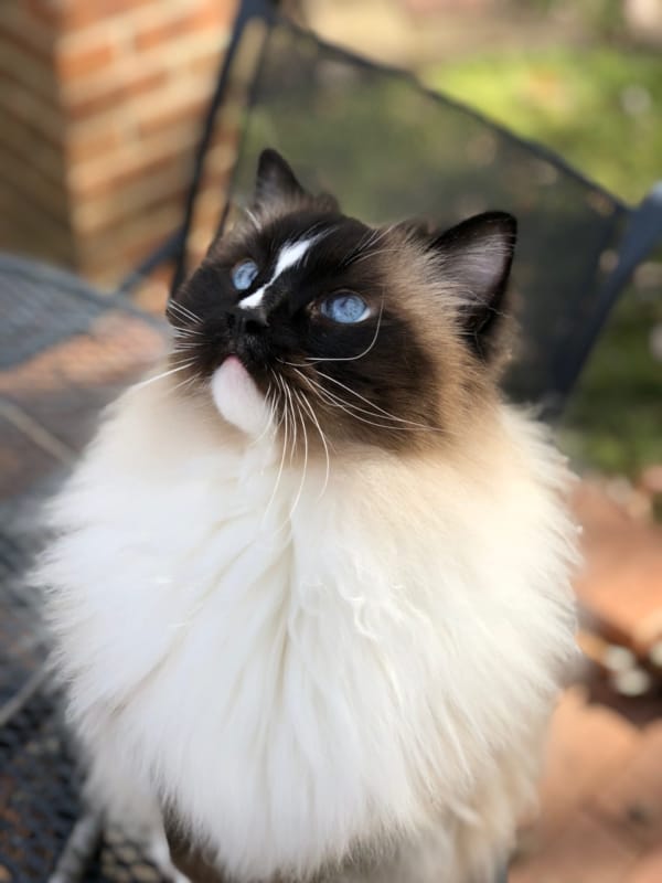 gato de cara escura e olho azul