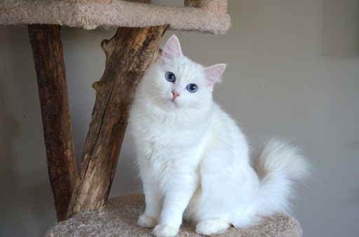 gato ragdoll de pelo branco