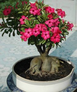 Plantas que gostam de sol – 14 espécies resistentes e bonitas!
