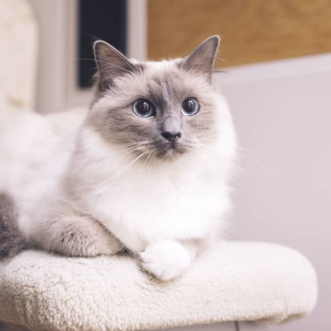gato ragdoll com pelo cinza e branco