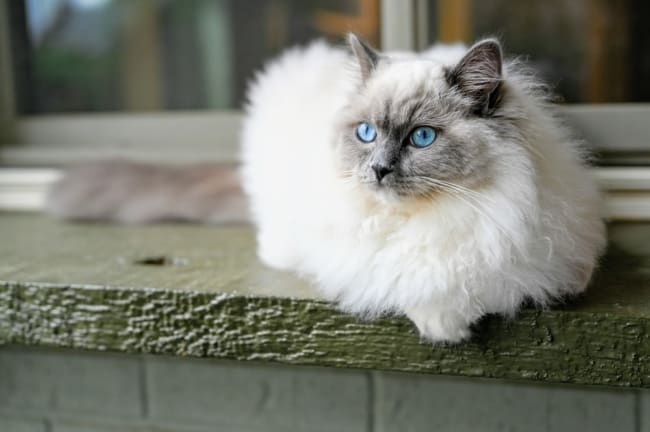 gato ragdoll de olho azul