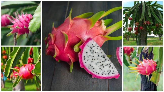 muda de pitaya