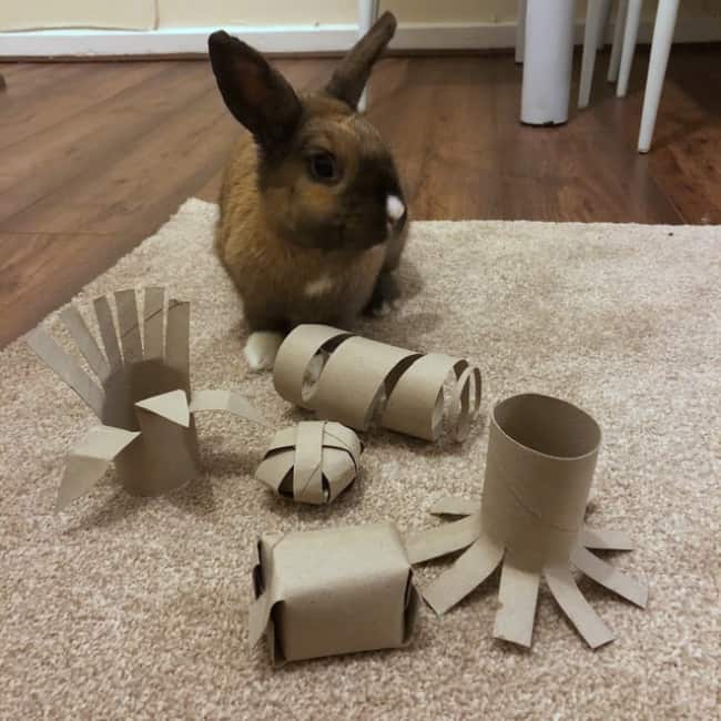 brinquedos com rolos de papelao para coelho
