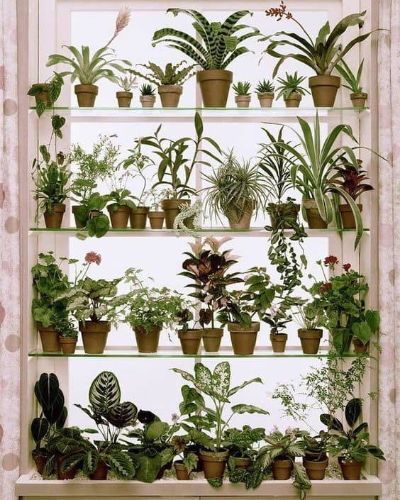 janela com prateleiras de vidros para plantas