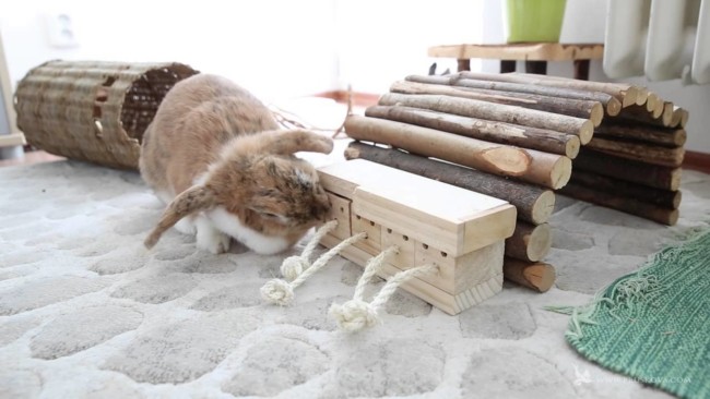 coelho com brinquedo de madeira