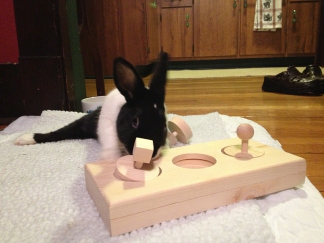 brinquedo de madeira para coelho