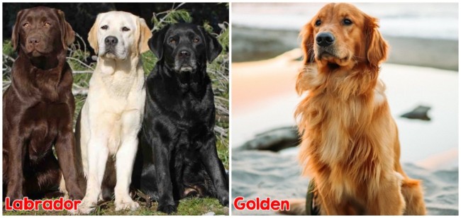diferencas entre labrador e golden retriever