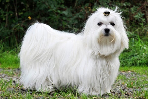 cachorro peludo branco