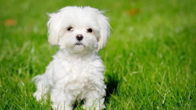 cachorro pequeno e peludo branco
