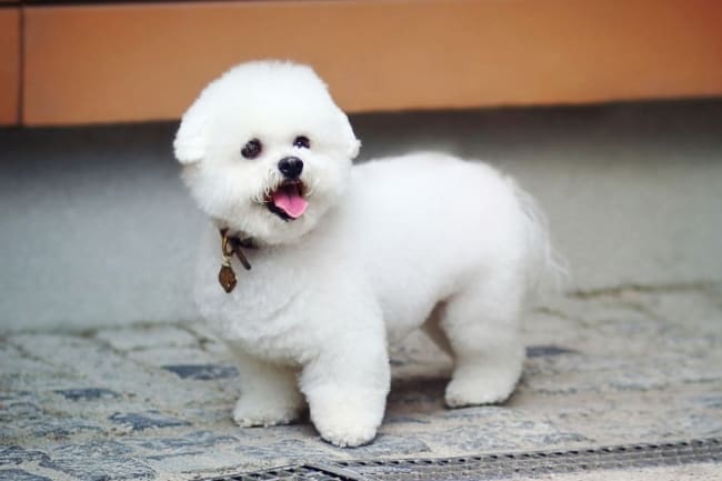 cachorro peludo branco e pequeno