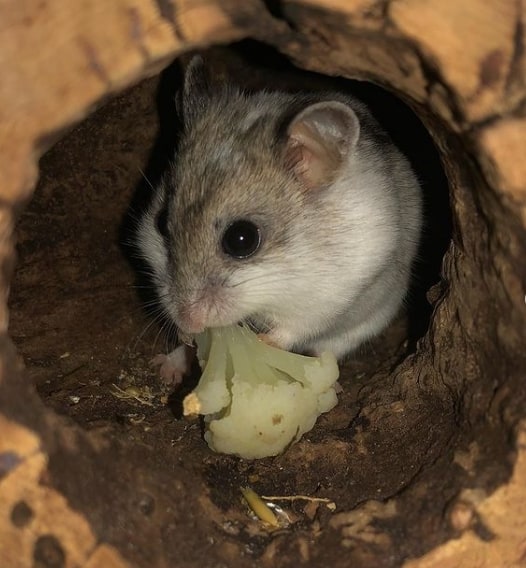 hamster comendo