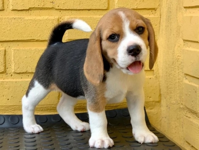 raca de cachorro Beagle